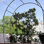 Oasis *