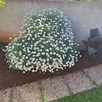 Oasis * Póla