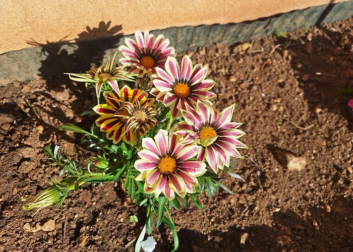 Oasis Pola
