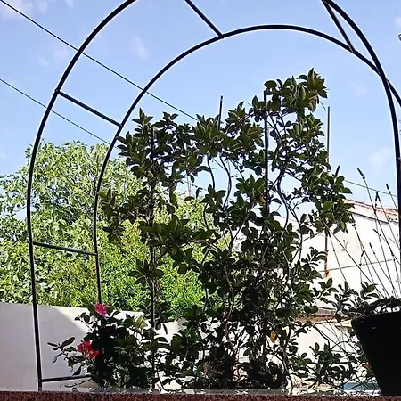Oasis *